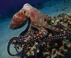 The Fascinating Science of Animals with Three Hearts and Blue Blood - image 1