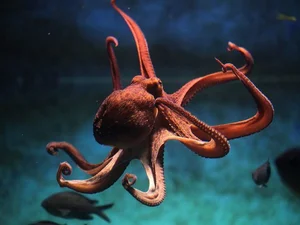The Fascinating Science of Animals with Three Hearts and Blue Blood - image 4