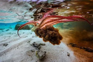 The Fascinating Science of Animals with Three Hearts and Blue Blood - image 7