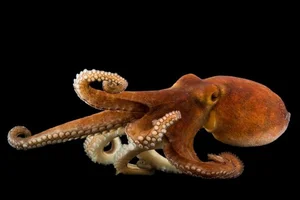 The Fascinating Science of Animals with Three Hearts and Blue Blood - image 0