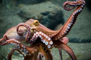 The Fascinating Science of Animals with Three Hearts and Blue Blood - image 13