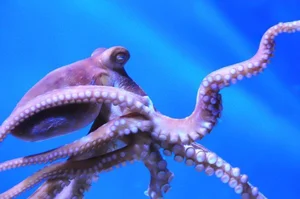 The Fascinating Science of Animals with Three Hearts and Blue Blood - image 3