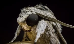 The Strange 'Vampire' Moths That Feed on the Tears of Animals - image 5