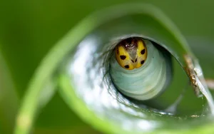The Strange 'Vampire' Moths That Feed on the Tears of Animals - image 2