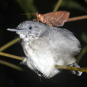 The Strange 'Vampire' Moths That Feed on the Tears of Animals - image 1