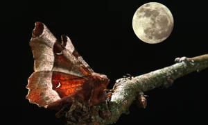 The Strange 'Vampire' Moths That Feed on the Tears of Animals - image 3