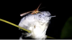 The Strange 'Vampire' Moths That Feed on the Tears of Animals - image 4
