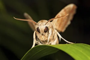 The Strange 'Vampire' Moths That Feed on the Tears of Animals - image 0