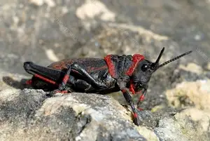 Discover the Poisonous Foam Grasshopper: A creature with striking colors warning of its deadly 'living toxin reservoir' - image 2
