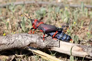 Discover the Poisonous Foam Grasshopper: A creature with striking colors warning of its deadly 'living toxin reservoir' - image 0