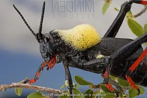 Discover the Poisonous Foam Grasshopper: A creature with striking colors warning of its deadly 'living toxin reservoir' - image 3