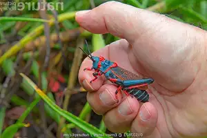 Discover the Poisonous Foam Grasshopper: A creature with striking colors warning of its deadly 'living toxin reservoir' - image 1