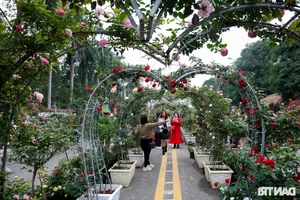 Vibrant Spring Flower Festival Debuts in Northern Vietnam - image 17
