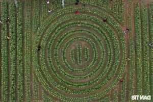 Vibrant Spring Flower Festival Debuts in Northern Vietnam - image 25
