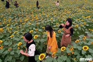 Vibrant Spring Flower Festival Debuts in Northern Vietnam - image 9