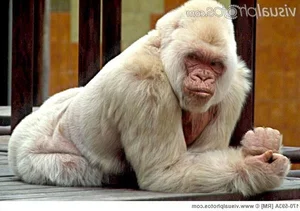 15 Rare Albino Animals in Nature That Will Leave You Breathless - image 14