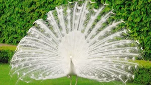 15 Rare Albino Animals in Nature That Will Leave You Breathless - image 4