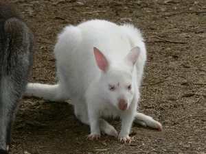 15 Rare Albino Animals in Nature That Will Leave You Breathless - image 12