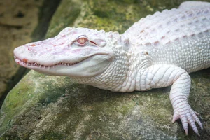 15 Rare Albino Animals in Nature That Will Leave You Breathless - image 13