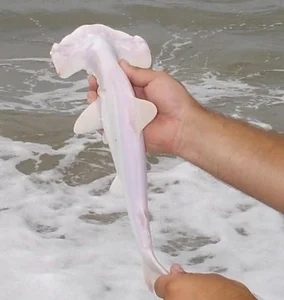15 Rare Albino Animals in Nature That Will Leave You Breathless - image 1
