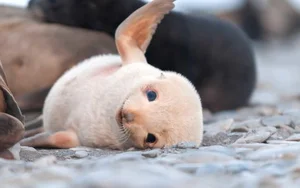 15 Rare Albino Animals in Nature That Will Leave You Breathless - image 3