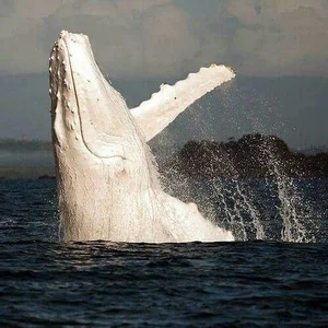 15 Rare Albino Animals in Nature That Will Leave You Breathless - image 5