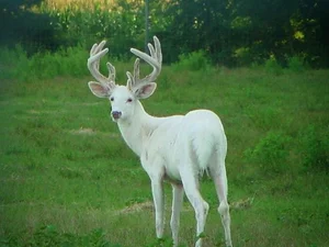 15 Rare Albino Animals in Nature That Will Leave You Breathless - image 2