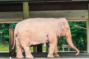 15 Rare Albino Animals in Nature That Will Leave You Breathless - image 10
