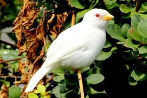 15 Rare Albino Animals in Nature That Will Leave You Breathless - image 9