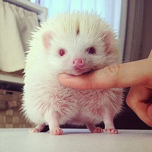 15 Rare Albino Animals in Nature That Will Leave You Breathless - image 0