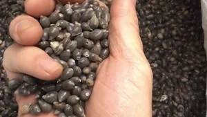 From Survival Food to Gourmet Specialty: The Rise of Traditional Grains - image 7