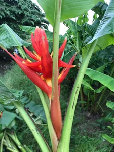 The Commercial Boom of Wild Flora in Modern Urban Markets - image 7