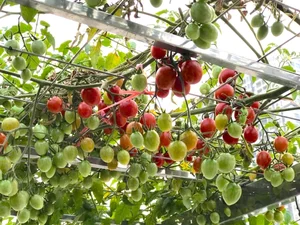 Hanoi Rooftop Oasis: A Husband’s 100m2 Garden Gift for His Wife - image 10