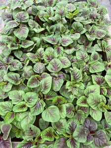 Hanoi Rooftop Oasis: A Husband’s 100m2 Garden Gift for His Wife - image 3