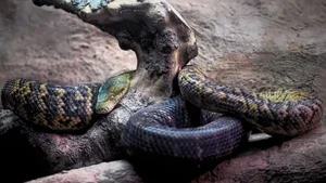 Titanoboa: Unveiling the Largest Prehistoric Monster Snake to Ever Exist on Earth - image 6