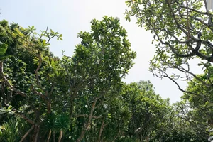 Inside the Forest Retreat of Vietnam's Famous 'Father of Many Children' - image 9