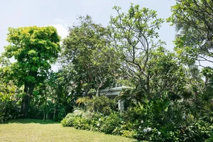 Inside the Forest Retreat of Vietnam's Famous 'Father of Many Children' - image 4