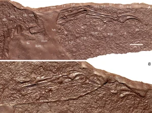 New Flying Monster Discovery: Rare Pterosaur Fossil Uncovered in China - image 4