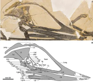 New Flying Monster Discovery: Rare Pterosaur Fossil Uncovered in China - image 5