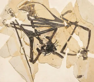 New Flying Monster Discovery: Rare Pterosaur Fossil Uncovered in China - image 1