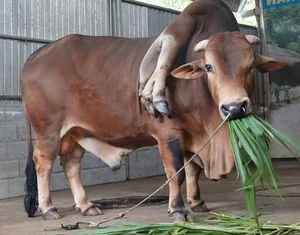 Six-Legged Bull in Vietnam and Rare Animal Mutations Explained - image 8