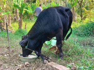 Six-Legged Bull in Vietnam and Rare Animal Mutations Explained - image 5