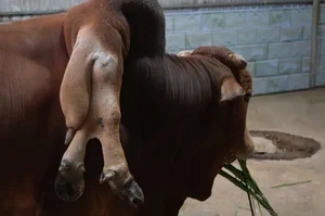 Six-Legged Bull in Vietnam and Rare Animal Mutations Explained - image 7