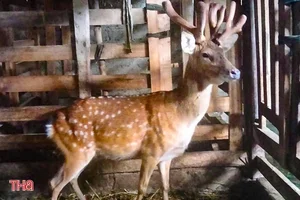 Six-Legged Bull in Vietnam and Rare Animal Mutations Explained - image 0