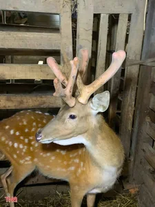 Six-Legged Bull in Vietnam and Rare Animal Mutations Explained - image 6