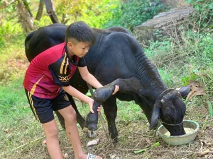 Six-Legged Bull in Vietnam and Rare Animal Mutations Explained - image 1