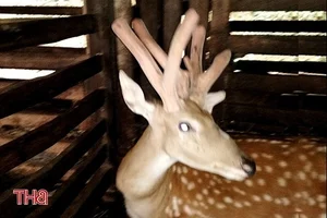Six-Legged Bull in Vietnam and Rare Animal Mutations Explained - image 2