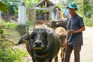 Six-Legged Bull in Vietnam and Rare Animal Mutations Explained - image 4