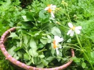 From Wild Forage to Expensive Delicacy: The Rise of Organic Wild Vegetables - image 3
