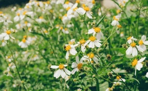 From Wild Forage to Expensive Delicacy: The Rise of Organic Wild Vegetables - image 4